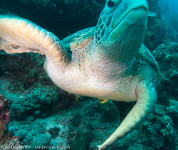 BD-090922-Bunaken-9223675-Eretmochelys-imbricata-(Linnaeus.-1766)-[Hawksbill-turtle.-Karettsköldpadda].jpg